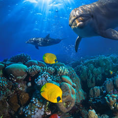 Fototapeta na wymiar Underwater scene with two dolphins and yellow fish with coral background