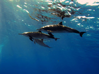 the family of red-sea whitesided-bottlenose dolphins on blue aquatic background