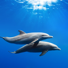 a pair of dolphins playing in sunrays underwater - obrazy, fototapety, plakaty