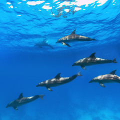 Obraz premium A flock of dolphins playing in sunrays underwater