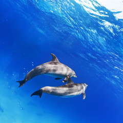Obraz premium A pair of dolphins underwater in open water