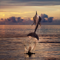 beautiful dolphin jumped from watrer at the sunset time