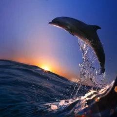 Foto auf Leinwand schöner Delphin sprang bei Sonnenuntergang von der Meereswelle © willyam
