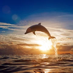 Foto auf Acrylglas Delfin schöner Delphin, der von der glänzenden Meerwasseroberfläche des Sonnenuntergangs springt