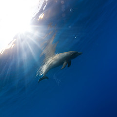 tropical seascape with wild dolphin swimming underwater close the sea surface between sunrays