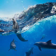 Wall murals Dolphin Oceanview with sunlight. A flock of playful dolphins swimming underwater and one of them leaping out from big sea surfing wave