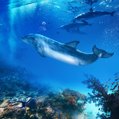 Fototapeta na wymiar funny flipper posing underwater in front of dolphins family