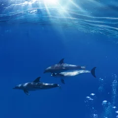 Fotobehang A flock of dolphins playing between sunrays and air bubbles underwater © willyam