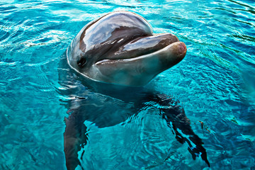 funny dolphin swimming and smiling closeup in bright blue sea water