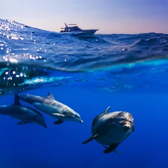 Photo sur Plexiglas Dauphin image submergée divisée par la ligne de flottaison trois doplhins swimmimng sous l& 39 eau sous bateau de plongée