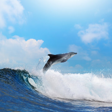 oceanview dolphin jumping from the sea through surfing wave