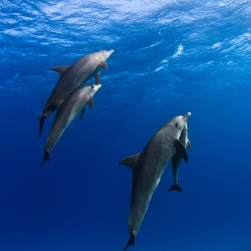 A family of dolphins with a baby swimming up to the surface