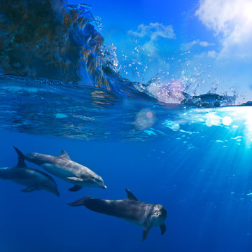 A small flock of dolphins playing in sunrays underwater underneath of breaking wave