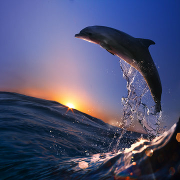 beautiful dolphin jumped from sea wave at sunset time