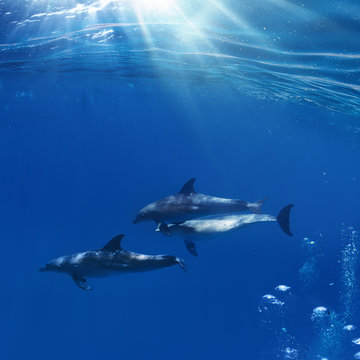A flock of dolphins playing between sunrays and air bubbles underwater