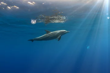 Photo sur Aluminium Dauphin paysage marin tropical avec dauphin sauvage nageant sous l& 39 eau fermer la surface de la mer entre les rayons du soleil