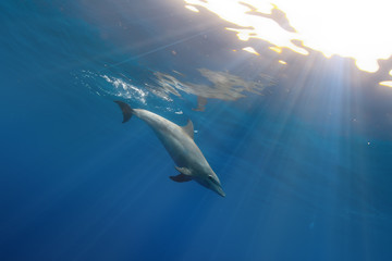 Obraz na płótnie Canvas tropical seascape with wild dolphin swimming underwater close the sea surface between sunrays
