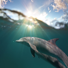 Marine life design postcard. Playful dolphins underwater swimming under water surface
