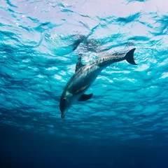 Papier Peint photo Dauphin Red sea diving. Wild dolphin underwater swimming under surface with reflection