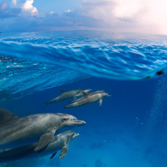 Submerged image splitted by waterline. A family of dolphins with a baby swimming underwater underneath of sea wave