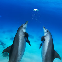beautiful dolphins playing with air bubbles underwater