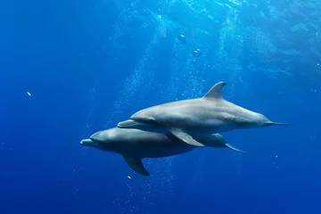 Crédence de cuisine en verre imprimé Dauphin a pair of dolphins playing in sunrays underwater