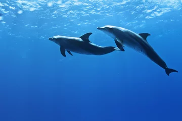 Küchenrückwand glas motiv ein Paar Delfine, die unter Wasser in Sonnenstrahlen spielen © willyam