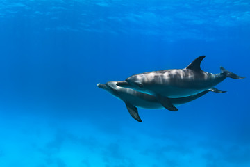Fototapeta premium a pair of dolphins playing in sunrays underwater