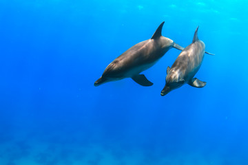 Fototapeta premium a pair of dolphins playing in sunrays underwater