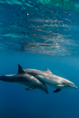 Two dolphins underwater in blue sea under water surface