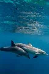 Papier Peint photo Dauphin Deux dauphins sous l& 39 eau en mer bleue sous la surface de l& 39 eau