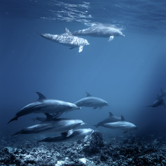 Big Pod of wild dolphins underwater in Red sea blue water with coral bottom