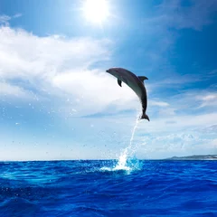 Photo sur Aluminium Dauphin Un dauphin sauvage a sauté de l& 39 eau de mer vibrante et brillante avec un magnifique paysage marin