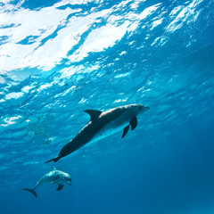 Pair of wild dolphins underwater in deep blue sea. Aquatic marine animals in nature