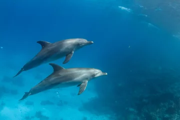 Photo sur Plexiglas Dauphin Paire de dauphins sauvages sous l& 39 eau dans une mer d& 39 un bleu profond. Animaux marins aquatiques dans la nature