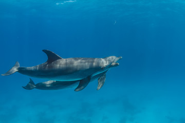 Fototapeta premium Pair of wild dolphins underwater in deep blue sea. Aquatic marine animals in nature