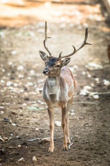 Deer (Cervinae) © foto_grafica
