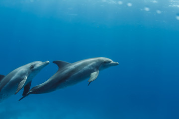 Obraz na płótnie Canvas Pair of wild dolphins underwater in deep blue sea. Aquatic marine animals in nature
