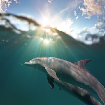 Marine life design postcard. Playful dolphins underwater swimming under water surface
