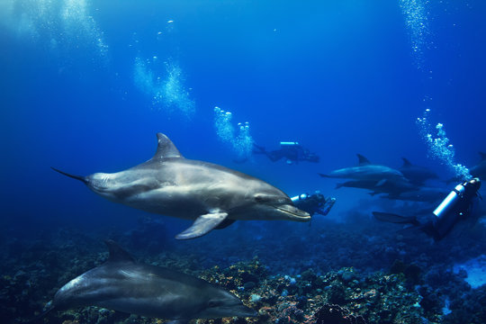 Shoal of dolphins swimming underwater over coral reef with group of divers