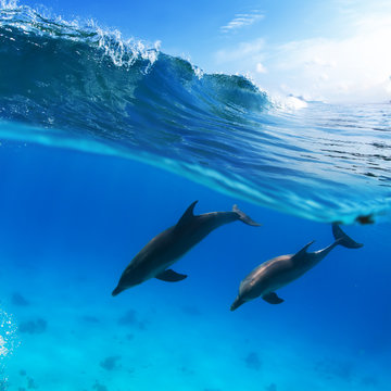 two dolphins diving underwater and breaking splashing wave above them