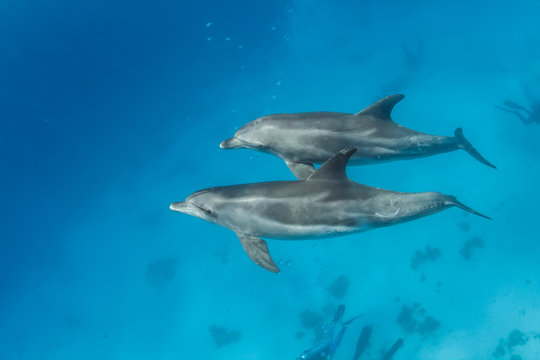 Pair of wild dolphins underwater in deep blue sea. Aquatic marine animals in nature