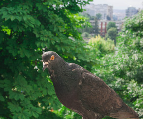 Bird pigeon