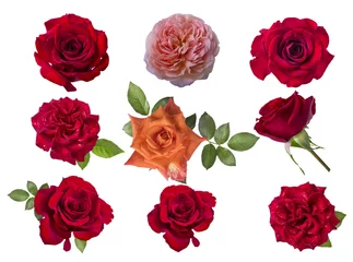 Papier Peint photo Lavable Roses Rose rouge isolé sur blanc
