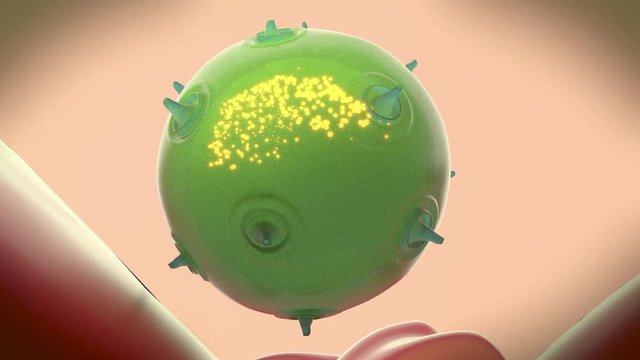 A natural killer cell of the innate immune system injects toxin into a bacterium to kill it.