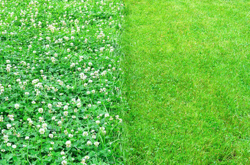 clover leaf