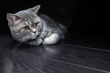 British cat on a black floor