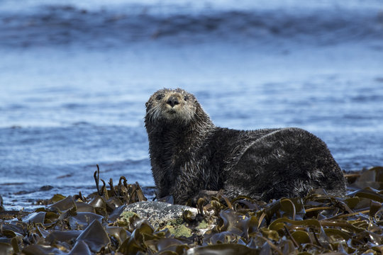 sea otter sitting on rocks shoreline summer day