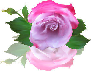 single pink rose flower and bud with reflection