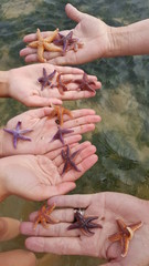 Etoiles de mer